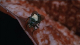 The Green Planet - Season 01 Episode 01